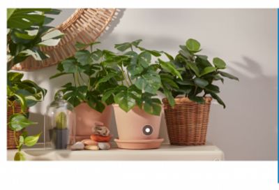 IKEA Canada Offers: Save 20% Off Bed Frames, Mattresses,Toppers & Plants + Enjoy Mother’s Day Meal Deal