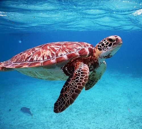 WestJet: Calgary to Belize - $393 (CB) to $503 CAD roundtrip including taxes WestJet: Calgary to Belize - $393 (CB) to $503 CAD roundtrip including taxes