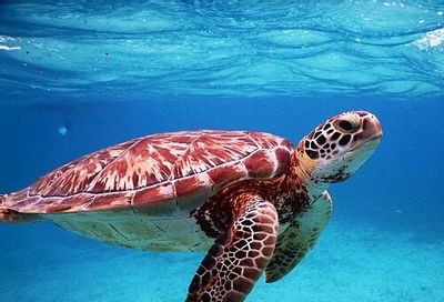 WestJet: Calgary to Belize - $393 (CB) to $503 CAD roundtrip including taxes