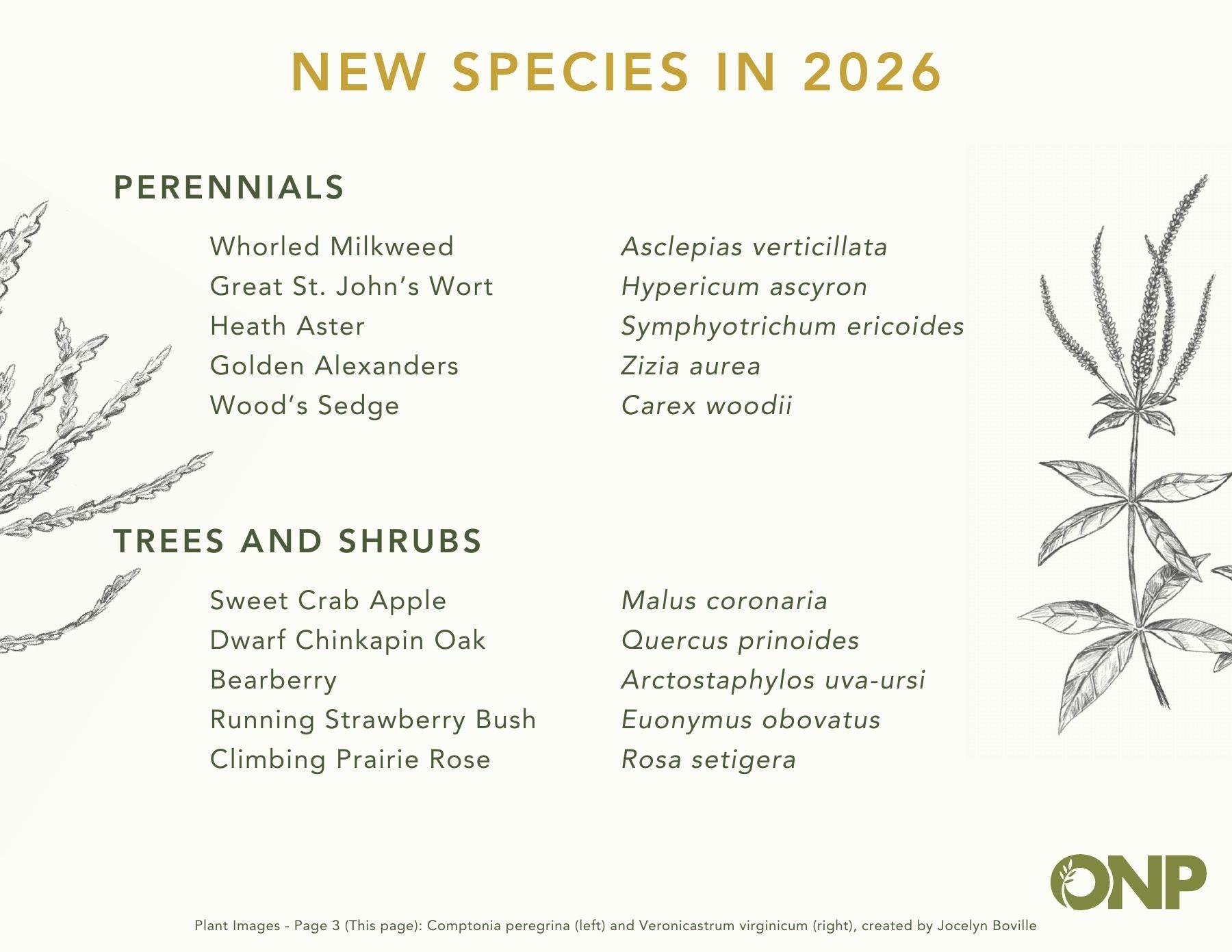 Ontario Native Plants Spring Catalog Flyer March 1 - September 30, 2026