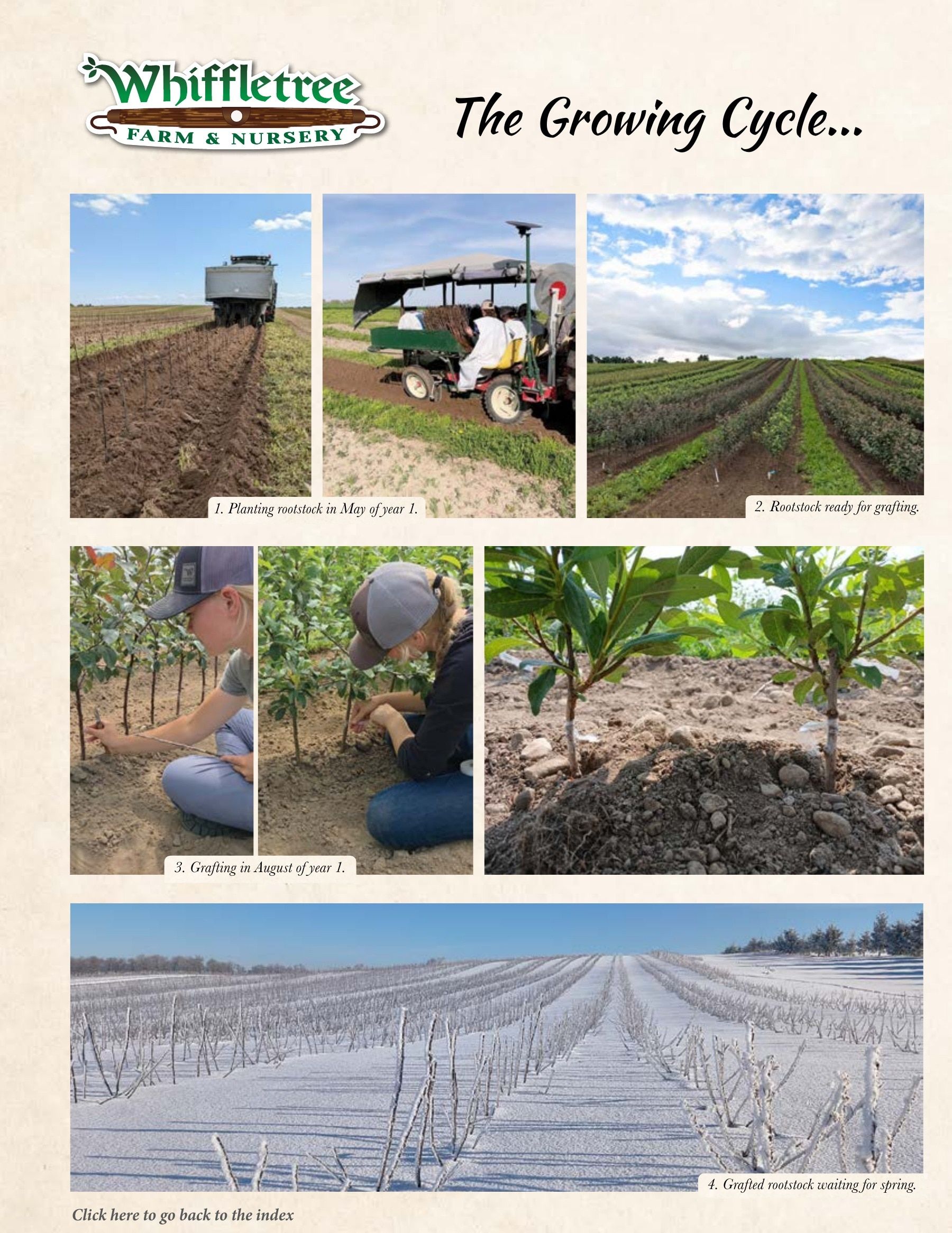 Whiffletree Farm & Nursery Annual Catalog Flyer January 1 - December 31, 2026
