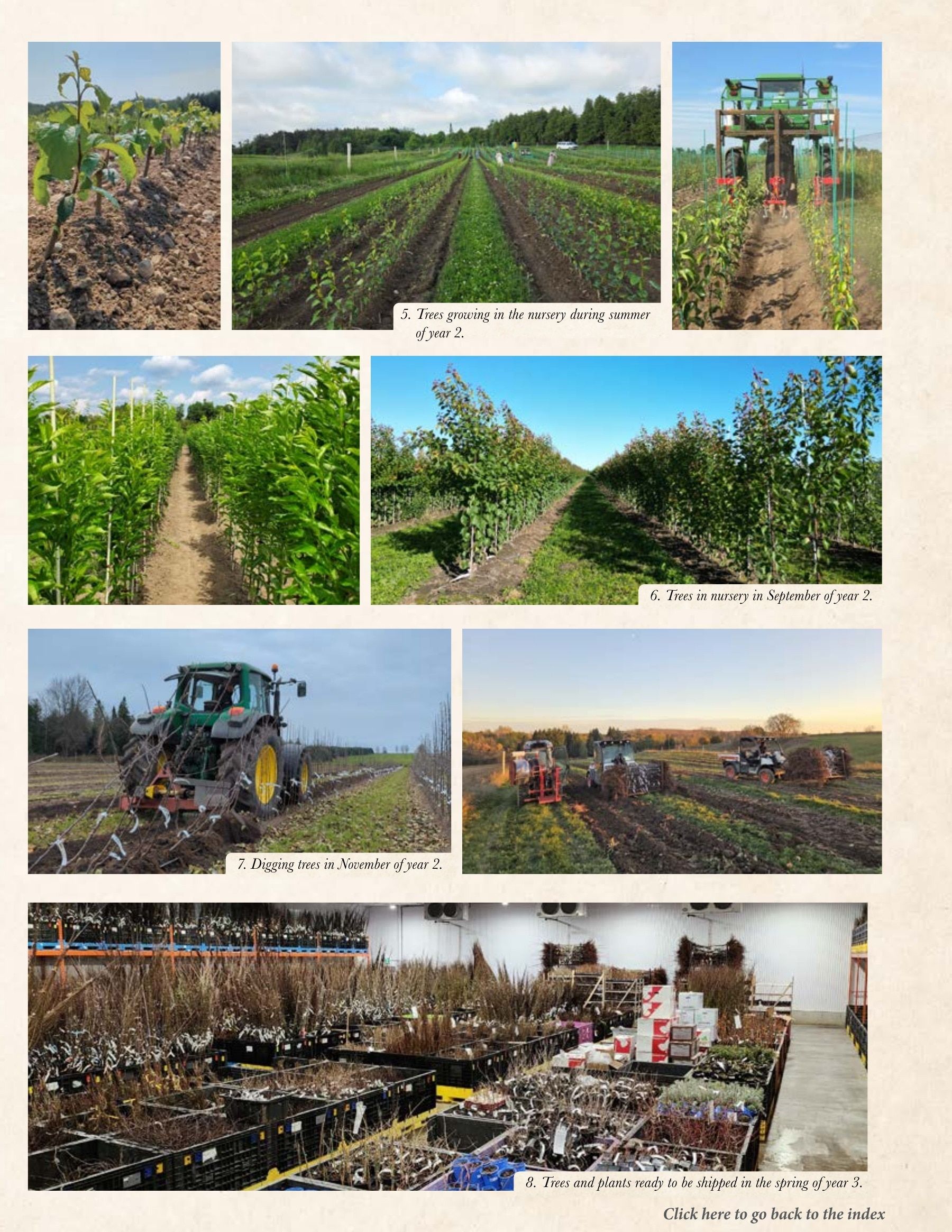 Whiffletree Farm & Nursery Annual Catalog Flyer January 1 - December 31, 2026