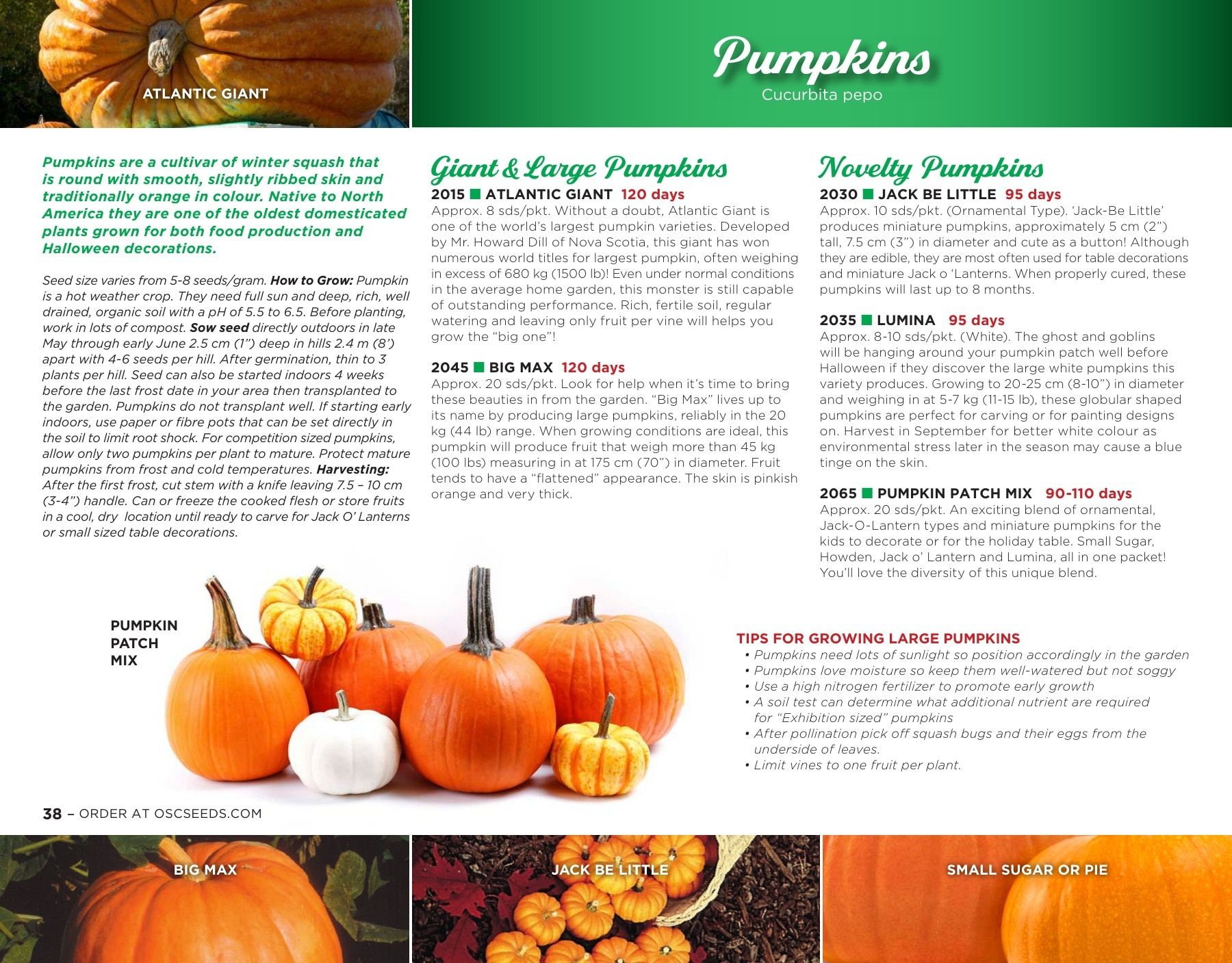 OSC Seeds Annual Catalog Flyer January 1 - December 31, 2026