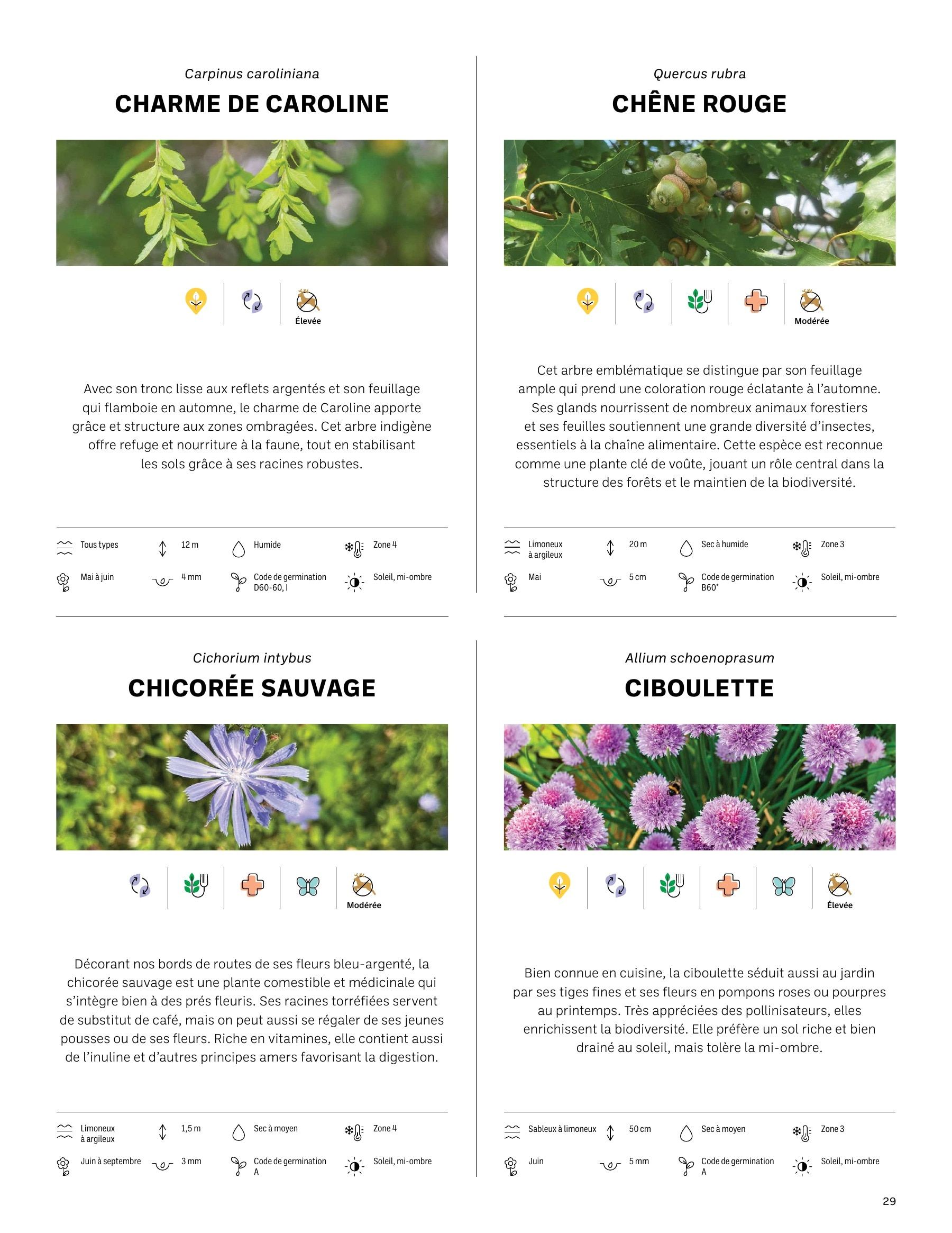 Akène Detailed Seed Catalog Flyer January 1 - December 31, 2026