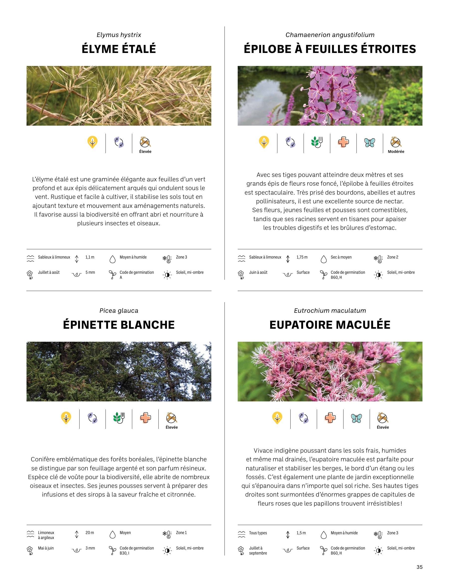 Akène Detailed Seed Catalog Flyer January 1 - December 31, 2026