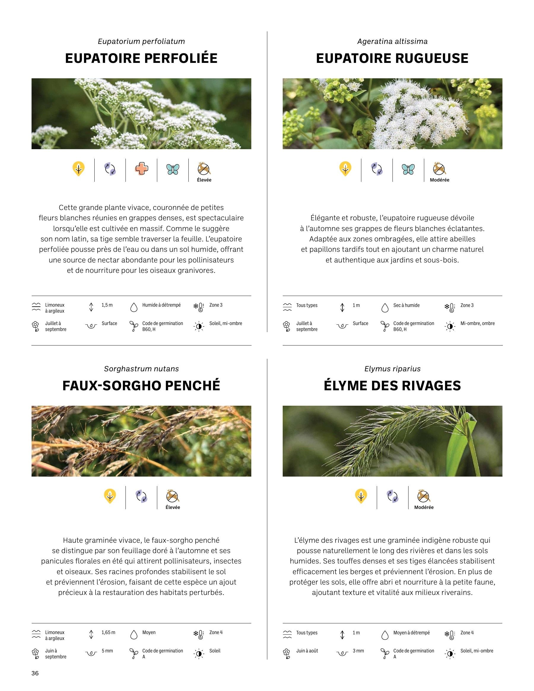 Akène Detailed Seed Catalog Flyer January 1 - December 31, 2026