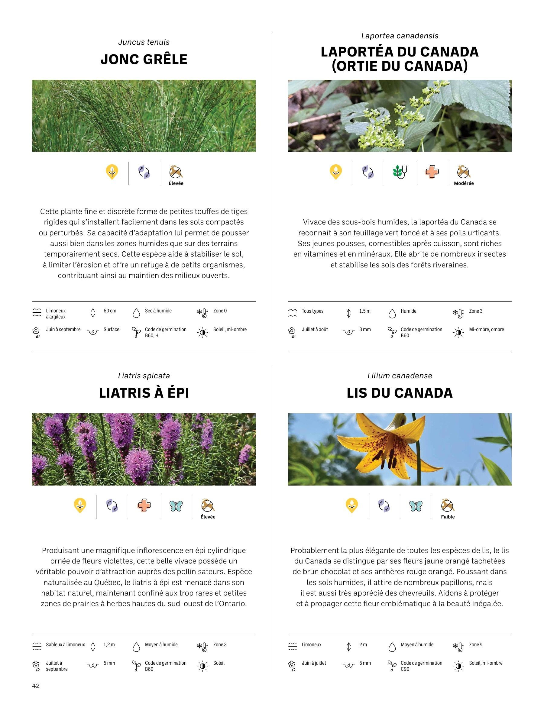 Akène Detailed Seed Catalog Flyer January 1 - December 31, 2026