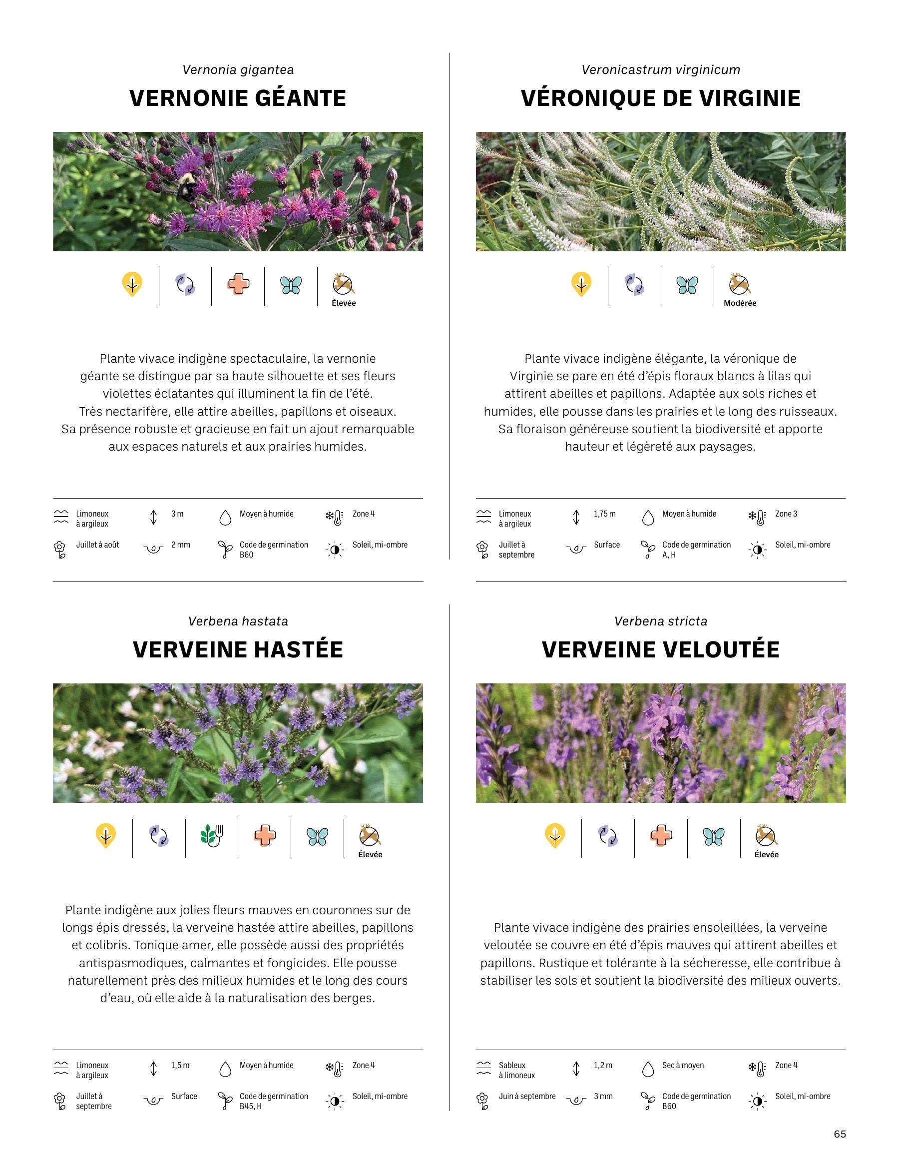 Akène Detailed Seed Catalog Flyer January 1 - December 31, 2026