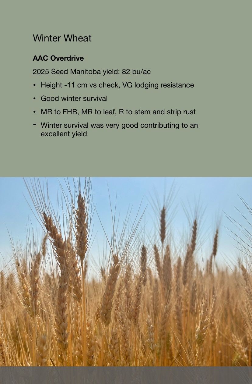 Manness Seed Seed Guide Flyer January 1 - December 31, 2026