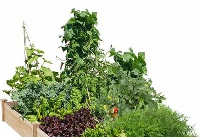 Amazon.ca: Yaheetech Wooden Raised Garden Bed Outdoor Planter Box, Natural Wood $67.99