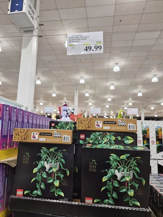 Costco: Lego Hanging Golden Pothos Costco: Lego Hanging Golden Pothos